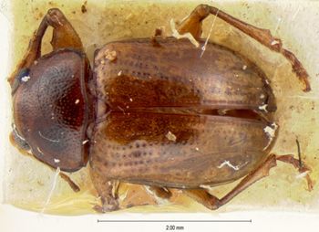 Media type: image; Entomology 9818   Aspect: habitus dorsal view